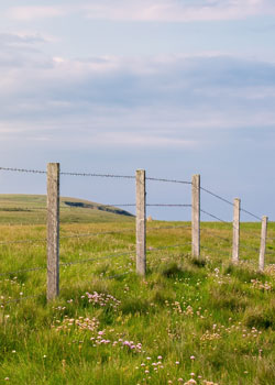 Barbed Fence
