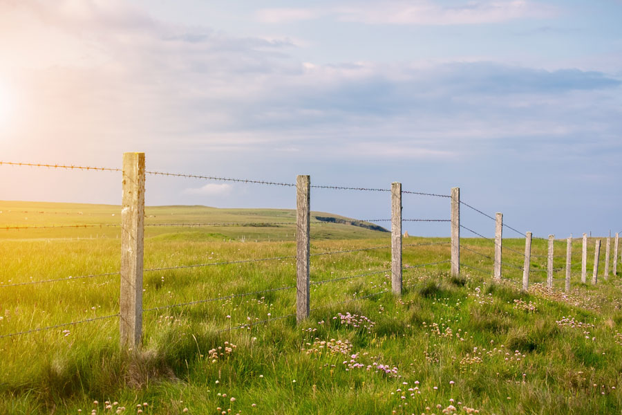 Barbed Fences