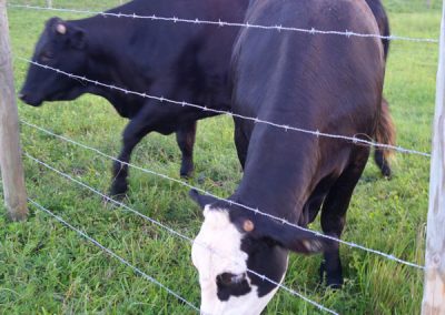 Barbed Fences